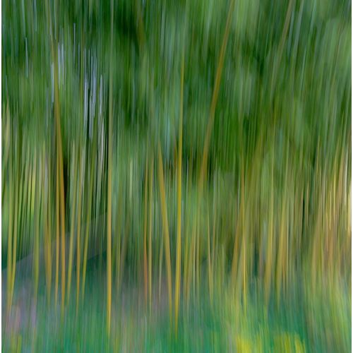 France-Giverny Abstract of bamboo forest in Monets Garden